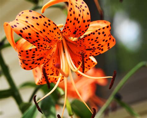 Kings Court Creative Photography Tiger Lily Lily Flower Amazing
