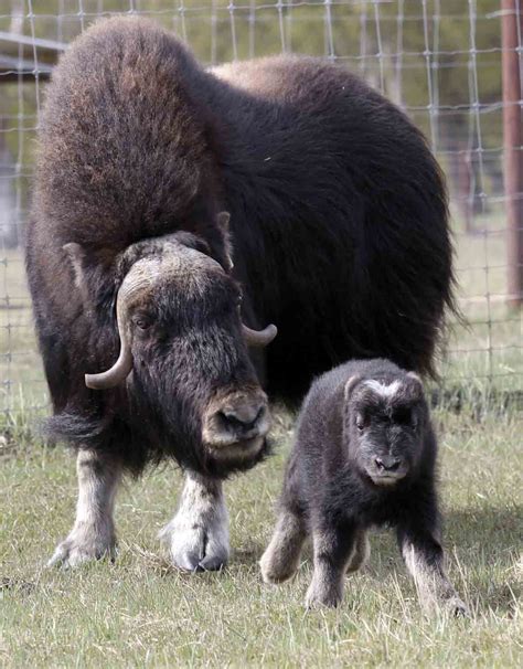 Musk Ox Babies At The Musk Ox Farm Gallery