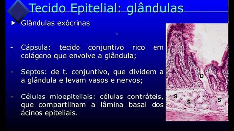 Tecido Epitelial Glandular Tecido Epitelial Biologia