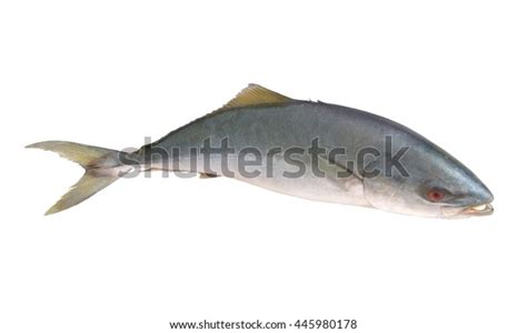 Yellowtail Amberjack Fish Seriola Lalandi Isolated Stock Photo