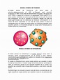 Modelo Atómico de Thomson | Átomos | Núcleo atómico