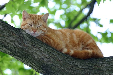 Fdny Saves Cat Nypd Officer From Tree Huffpost