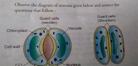 Observe The Diagram Of Stomata Given Below And Answer The Questions That