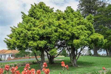 How To Grow And Care For Podocarpus Trees