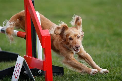 Expert Choices Dog Agility Shows And Competitions Colour Only
