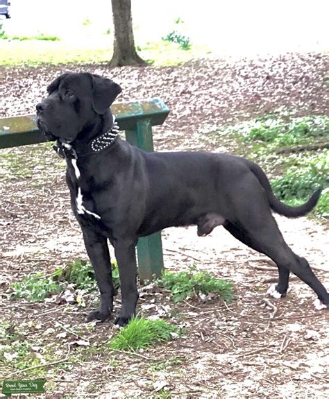 Stud Dog Cane Corso For Stud Breed Your Dog