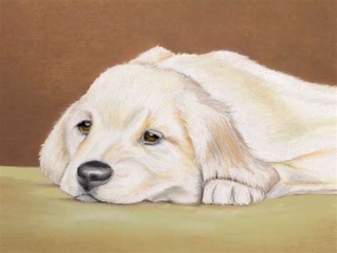 Yellow Lab Puppy Portrait Pastel Pencil Drawing By Margret Heyn Pastel