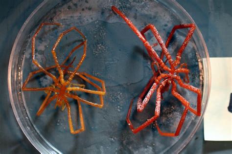 Giant Sea Spiders From Antarctica Baffle Scientists
