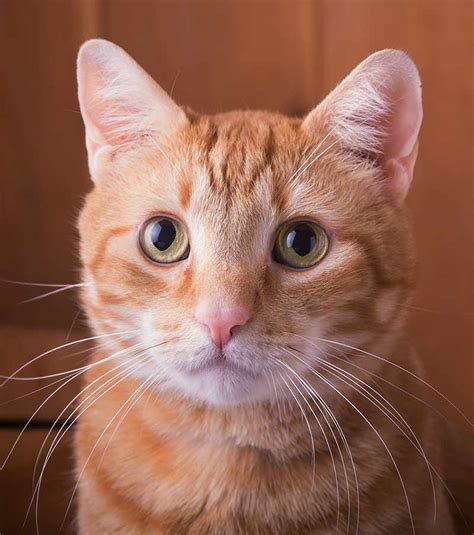 Orange male and female cat name ideas. Tabby Cat Names - Inspiration And Ideas for Naming Your ...