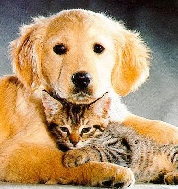 Maybe you would like to learn more about one of these? Cute cat and dog pictures