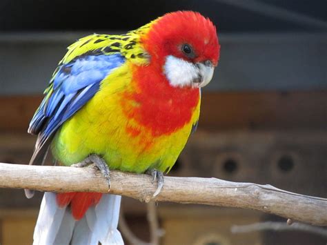 The 10 Most Colourful Birds In The World Pethelpful