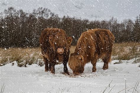 The Snow And Highland Cows