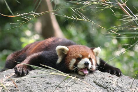 Rote Pandas Forscher Weisen Zwei Arten Nach Der Spiegel