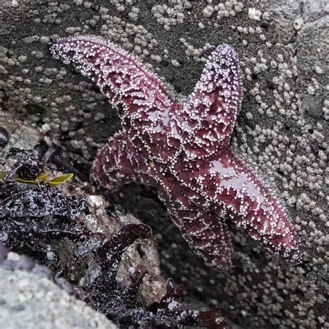 Asteriidae 10000 Things Of The Pacific Northwest