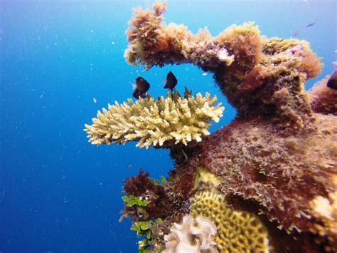 Coral Gardening Rehabilitating Taveunis Reefs With Makaira Resort