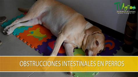 Obstrucciones Intestinales En Perros Tvagro Por Juan Gonzalo Angel