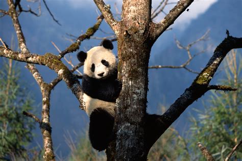 How To Make A Model Of A Pandas Habitat Sciencing