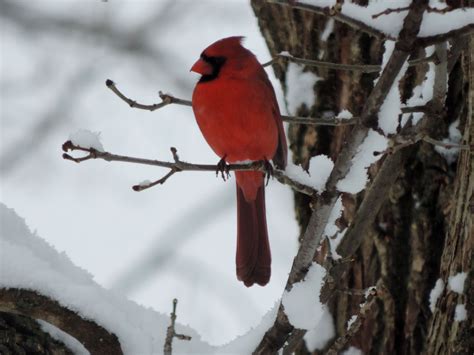 Northern Cardinal In The Snow Northern Cardinal Animals Birds