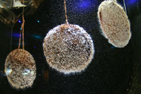 Jellyfish Babies At Vancouver Aquarium Jan Zeschky Flickr