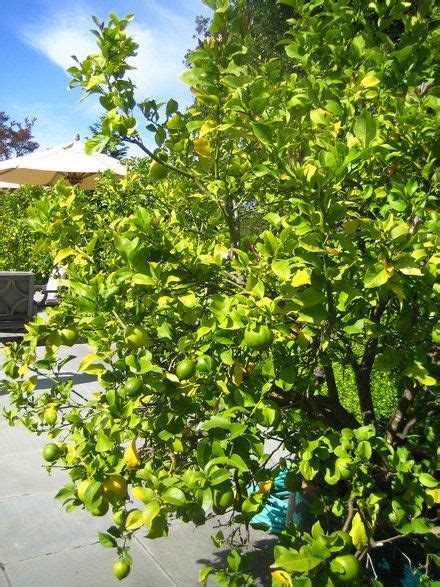 Lime Trees Facts Trees To Plant Lime Tree Backyard Landscaping