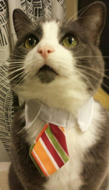 Avery Grey Cat With Goatee And Tie Dressed For Success