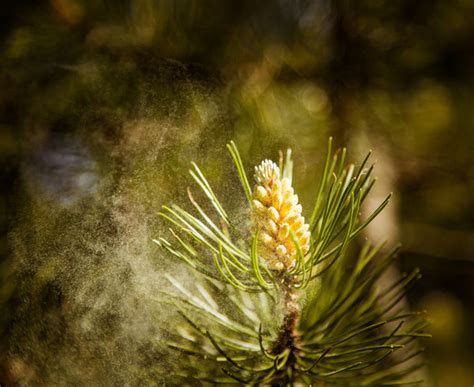 How Will Pine Pollen Benefit You Surthrival Premium Supplements