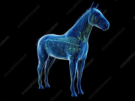 Horse Lymphatic System Illustration Stock Image F0291208