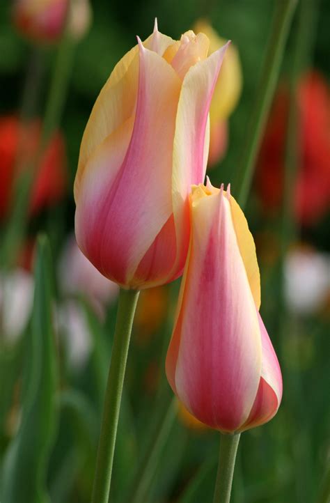 Meanings Of The Different Colors Of Tulips You Werent Aware Of