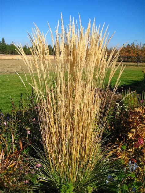 Ornamental Grasses Karl Foerster Feather Reed Grass