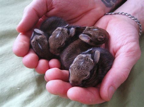 50 Of The Cutest Bunnies Ever Bored Panda