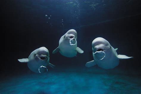 Why Do Beluga Whales Blow Bubbles Science Smithsonian