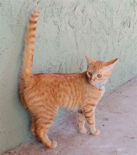 Orange Tabby Kitten For Adoption In El Cajon Ca Meet Ginger