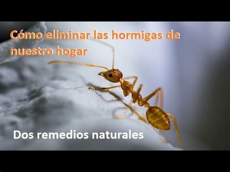 El ácido bórico es una de las formas más eficaces para eliminar las hormigas de casa. Cómo eliminar las hormigas de casa. Hormigas en la cocina ...