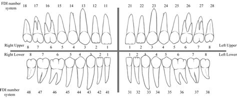 Tooth Numbering System Focus Dentistry