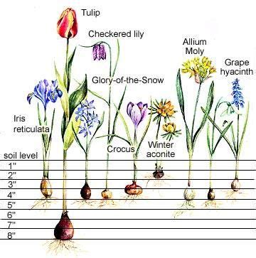 Step By Step Spring Bulb Planting Guide Fall Bulb Planting Spring