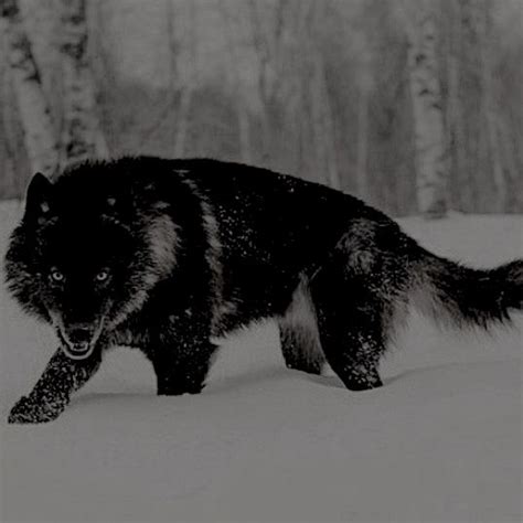 Pin By 【selene】 On Aaaaa Black Wolf Wolf Dog Wolf Spirit Animal