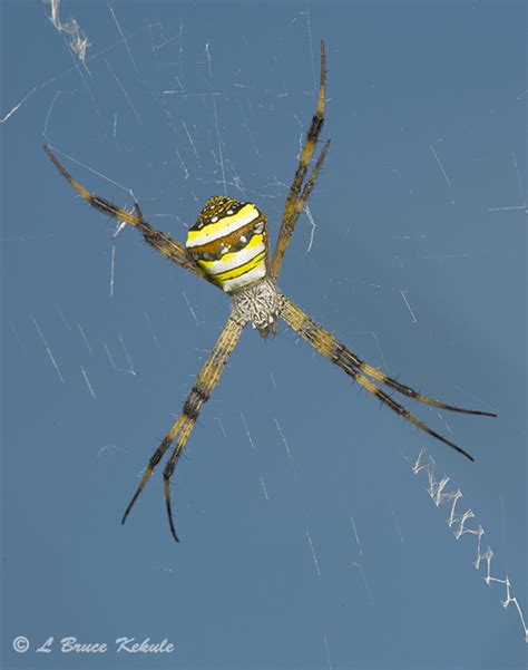Spiders The Ultimate Predator Wildlife Photography In Thailand And
