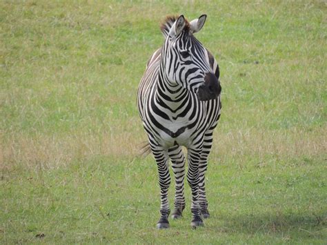 Longleat Zebra Kelvin Peach Photography