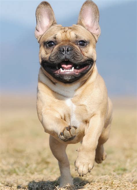 How To Care For French Bulldogs Vida Veterinary Care