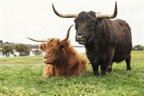 Image Of Close Up Of Highland Cattle At Phillip Island In