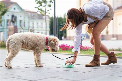 ¿cómo Recoger Popó De Perro Sin Bolsas De Plástico Dog Dog