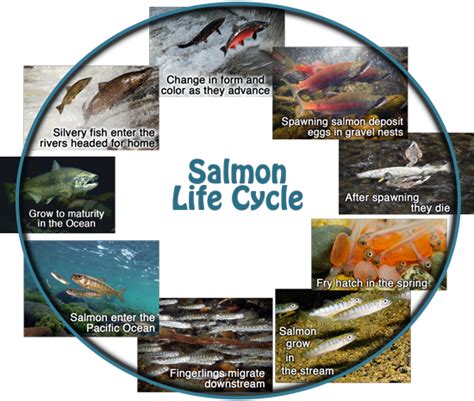 The Salmon Life Cycle