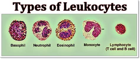 Types Of Granular Leukocytes Leukocytes In Urine And Stool Causes