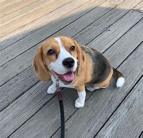 14 Funny Beagles Who Will Make You Smile Petpress Beagle Cute
