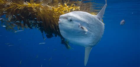 Ocean Sunfish Mola Mola Our Wild World