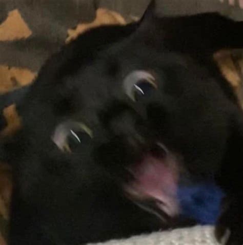 Blurry Picture Of A Cat