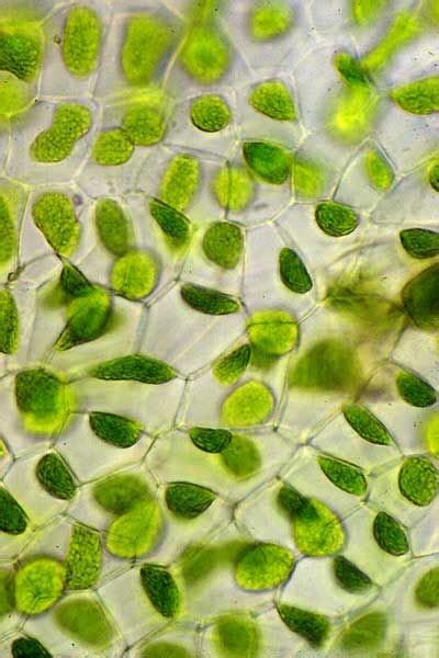 We did not find results for: Hornwort cells - Liverworts and hornworts | Microscopic ...