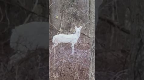 Rare Albino Deer Spotted In Southern Michigan 🦌 Subscribe Down Below