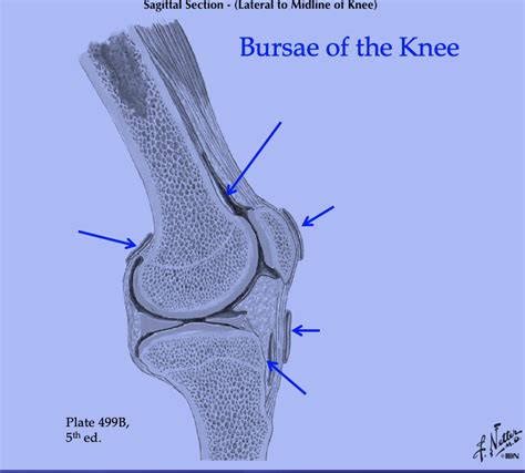 Bursa Of The Knee Diagram Quizlet