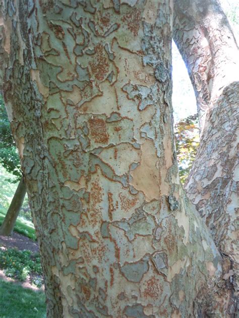 Elm Tree Bark Splitting Barney Almeida